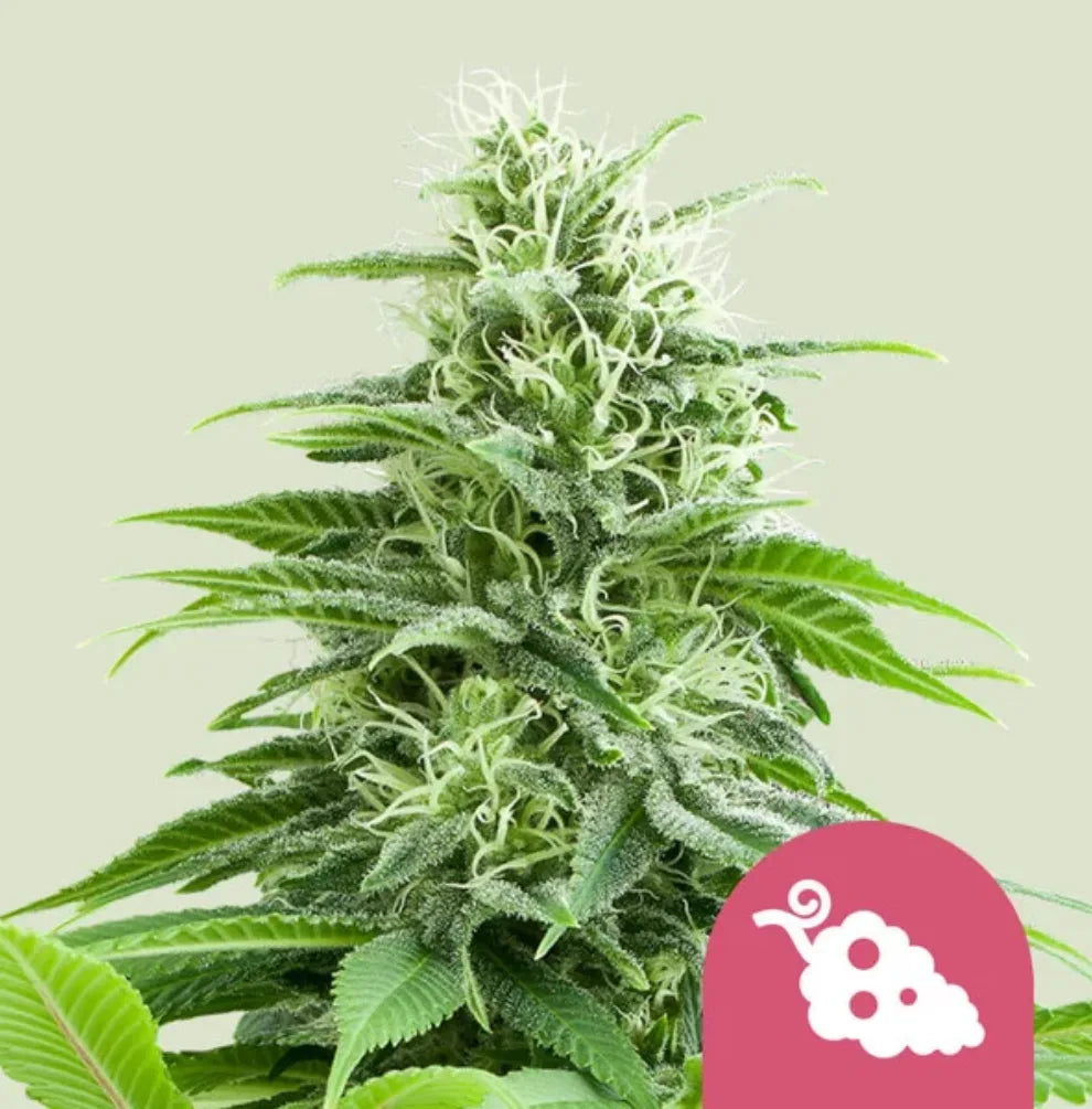 Fruit Spirit Pflanze Blüte weiß grün Royal Queen Seeds KANNOBA kaufen