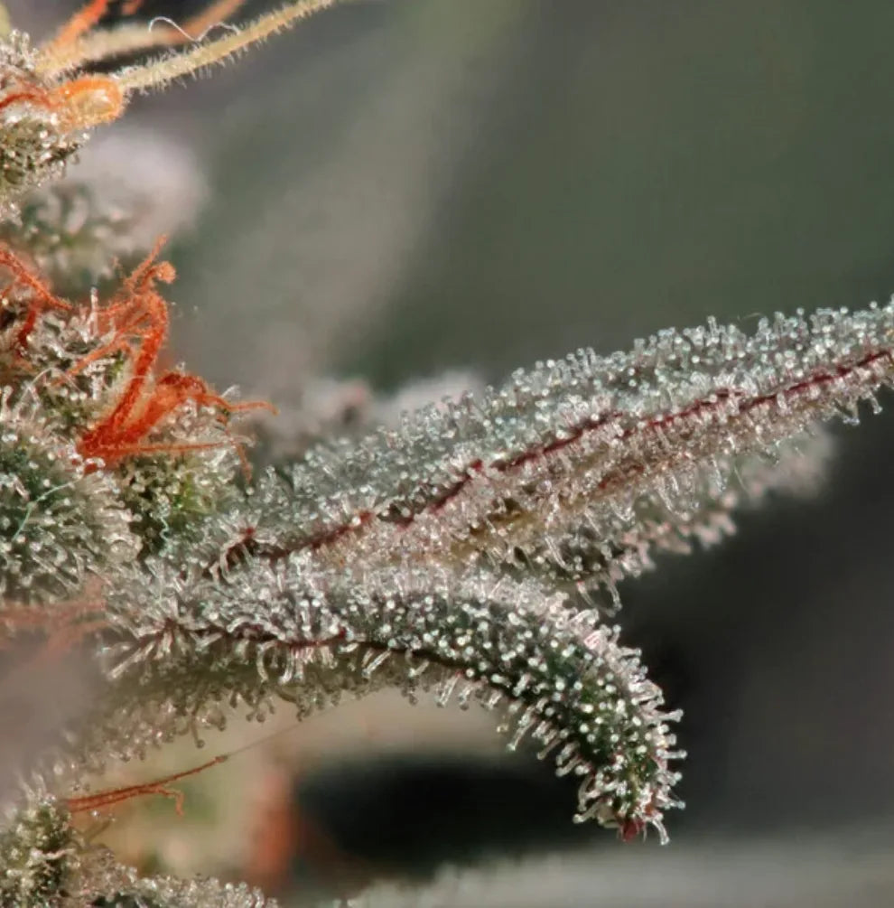 Fruit Spirit Blüte Nahaufnahme Trichome orange Stempel Nahaufnahme RQS
