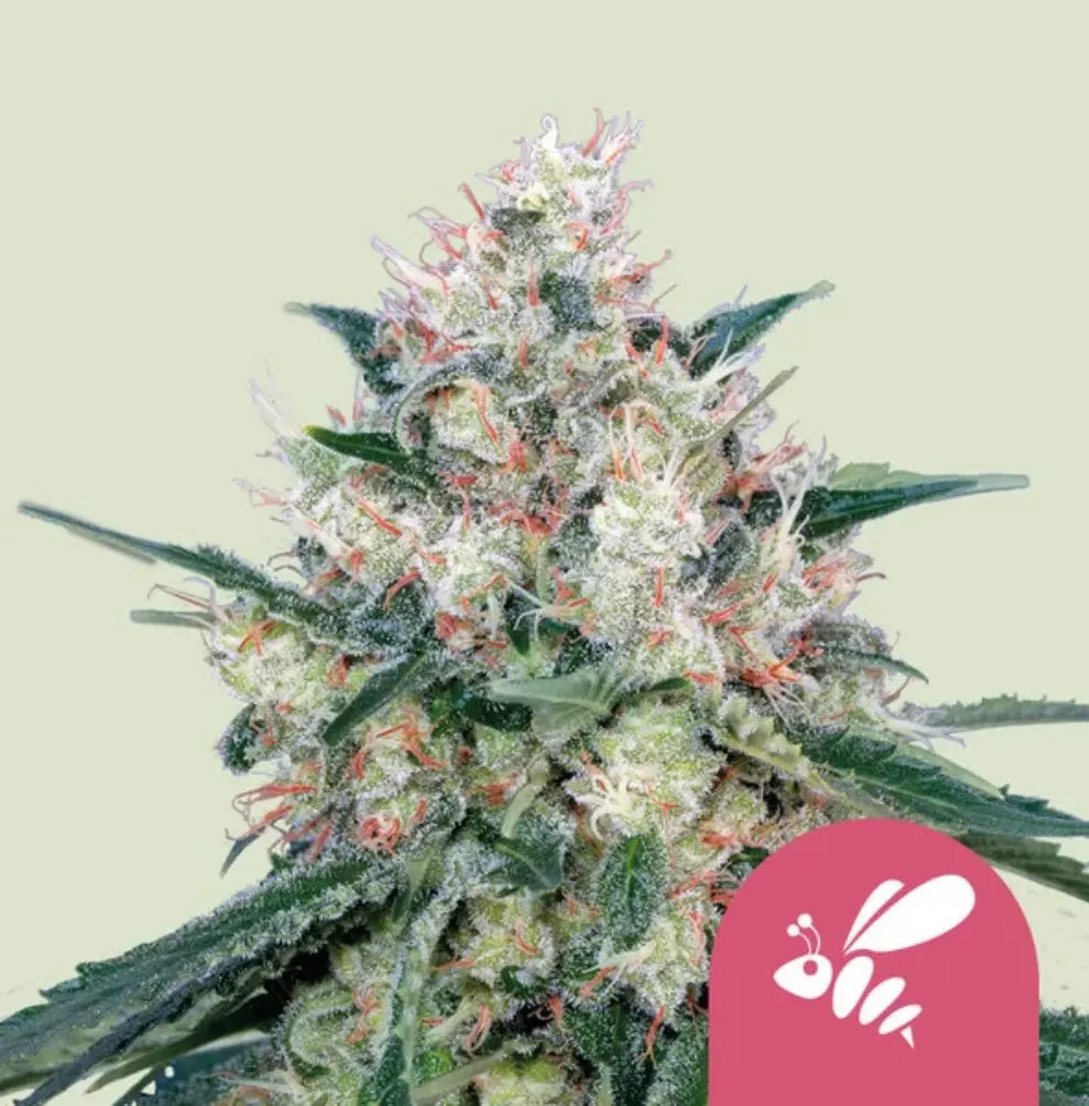 Honey Cream Fast Flowering Pflanze Blüte weiß pink Trichome Royal Queen Seeds