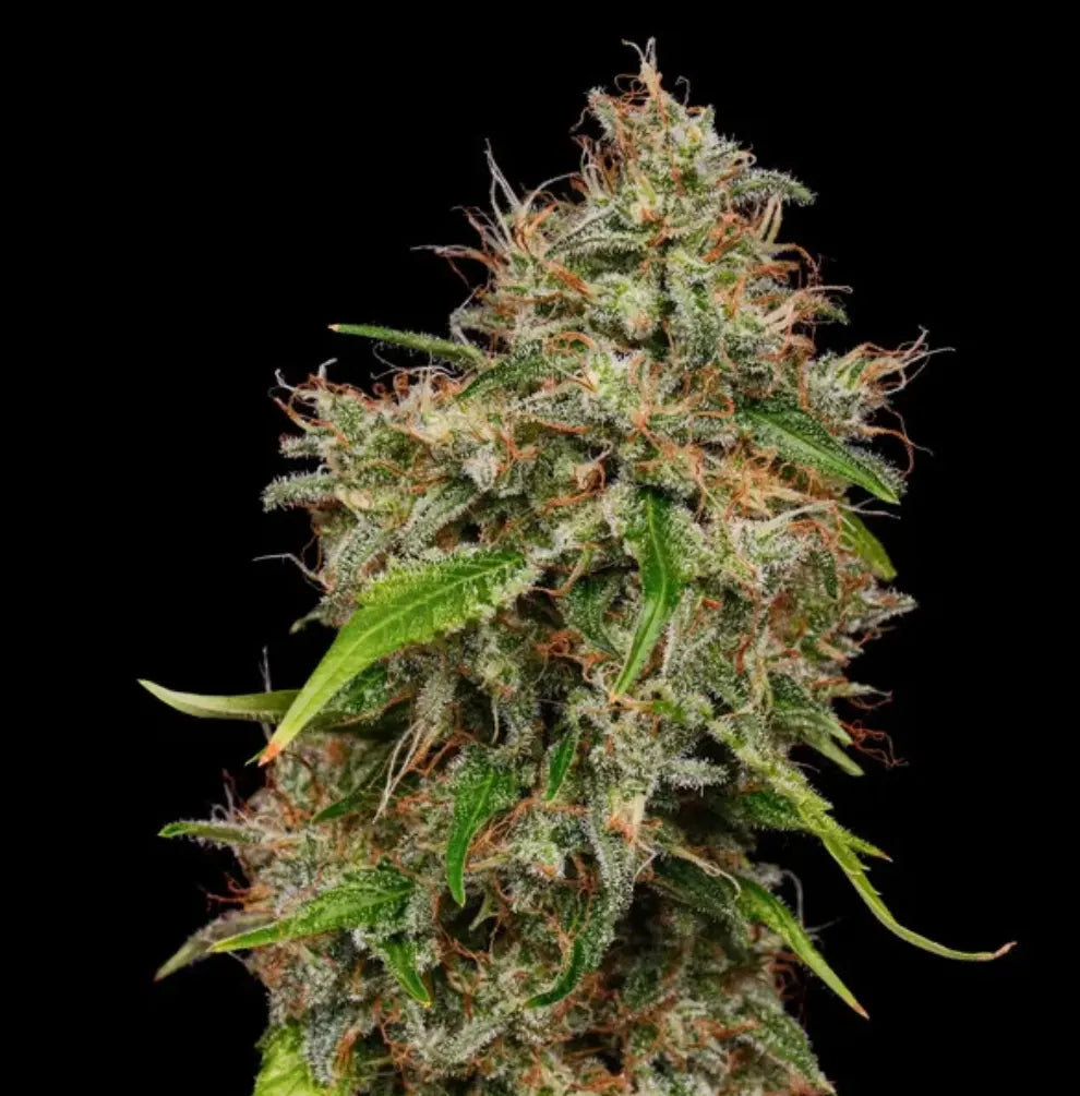 Honey Cream Fast Flowering Blüte Nahaufnahme Trichome orange Stempel schwarz
