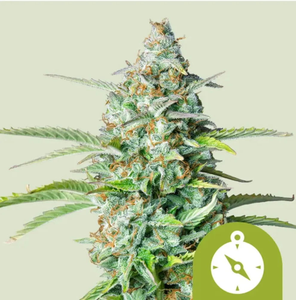 Northern Light Auto Pflanze Blüte weiß Royal Queen Seeds KANNOBA kaufen