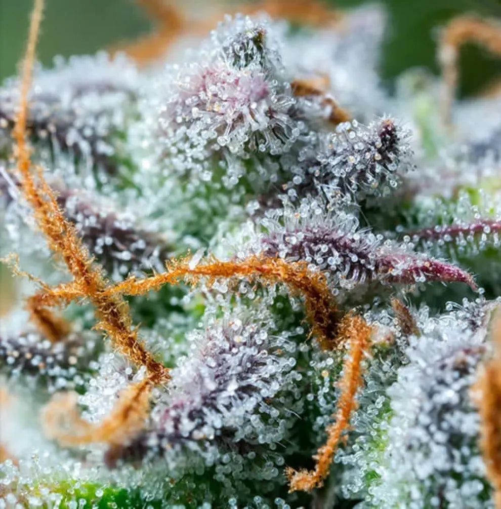 Northern Light Auto Blüte Nahaufnahme Trichome lila orange Stempel KANNOBA
