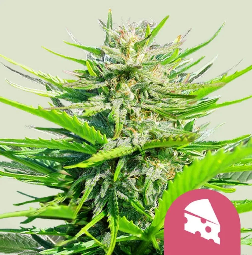 Royal Cheese Fast Flowering Pflanze Blüte grün Royal Queen Seeds KANNOBA kaufen