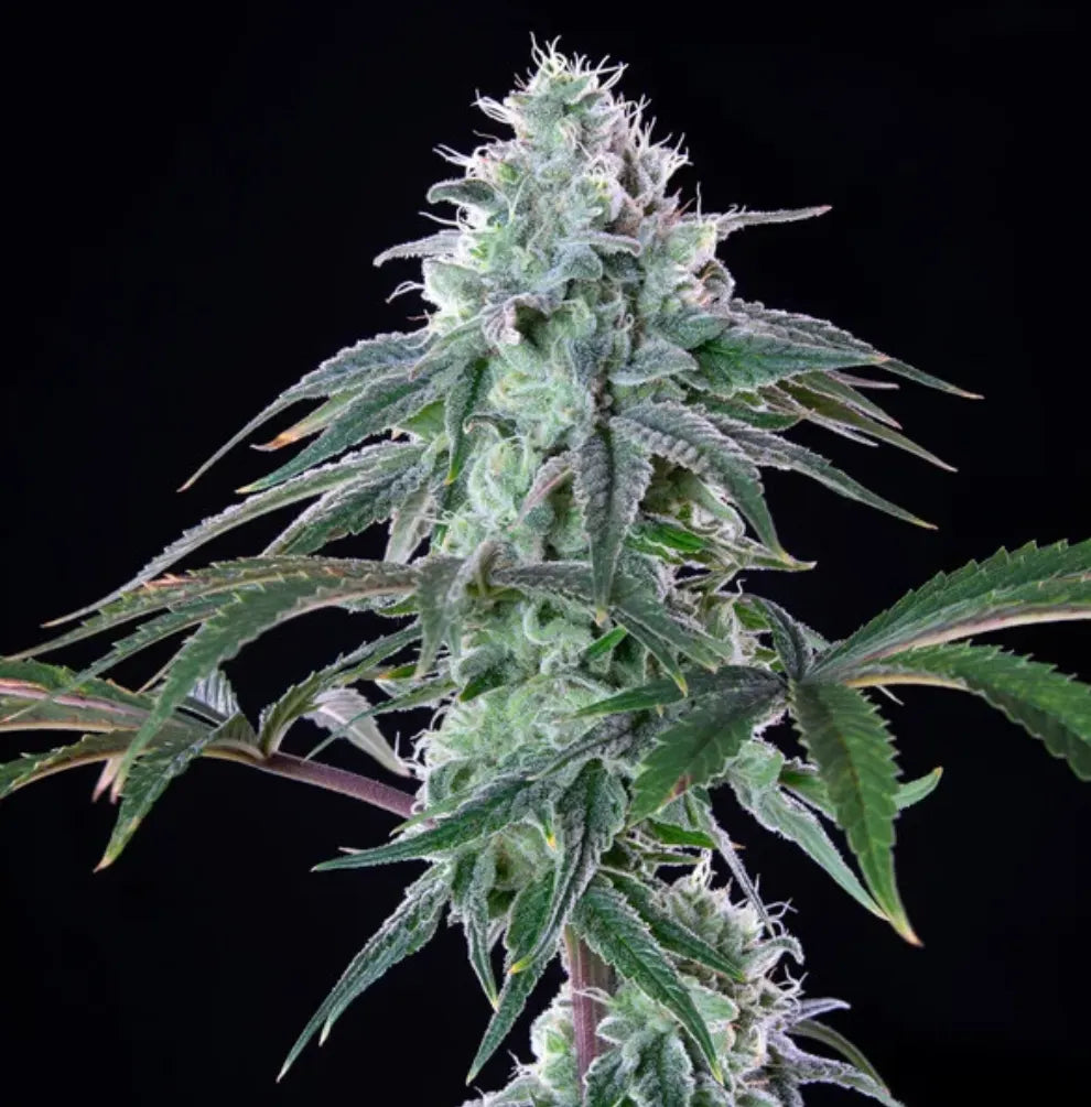 Royal Cheese Fast Flowering Blüte Nahaufnahme weiße Trichome schwarz Hintergrund