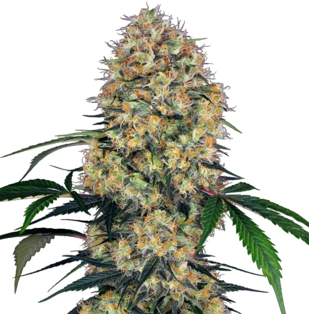 Amnesia XXL Auto Buds groß dicht Trichome Sativa Charakter Zitrus Haze grün Knoten