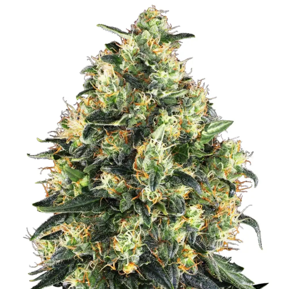 Super Skunk Automatic Autoflower Blüte von Sensi Seeds