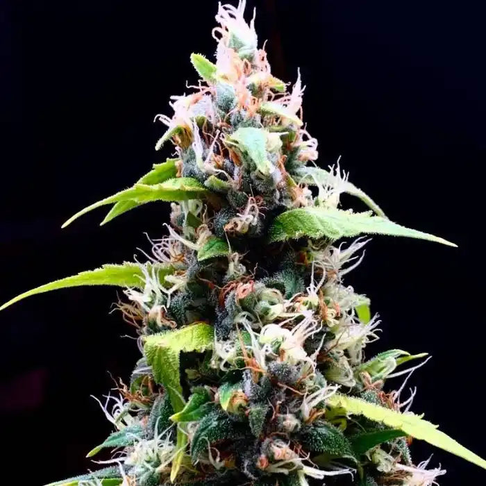 Sour Puffs Blüte mit weißen und orangen Stempeln, feminisierte Samen von Doctor's Choice