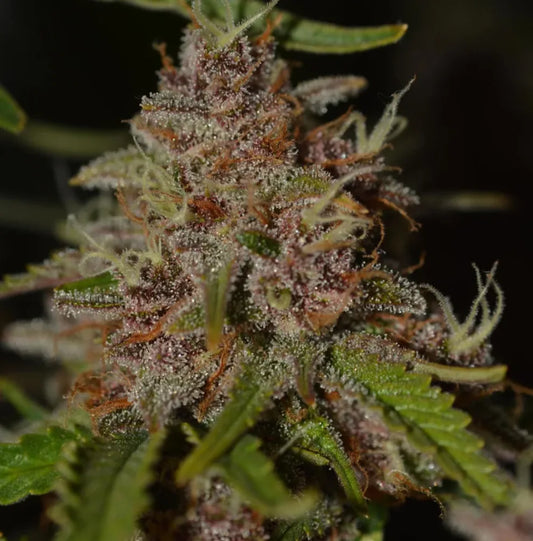 Strawberry Guava Feminisierte Cannabis Samen