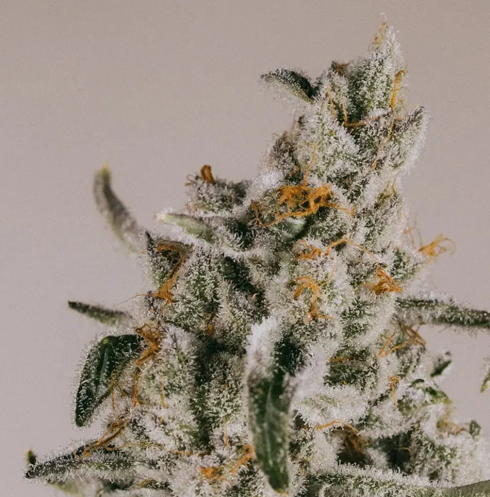 Super Silver Haze Blüte