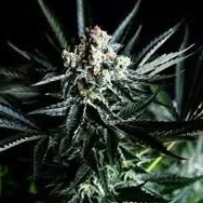 TB Gelato Auto Blüte mit dunklen Blättern und Trichomen, Autoflower Samen von The Bulldog Seeds