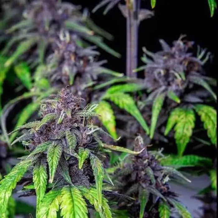 TB Purple CBD Auto Blüte mit violetten Trichomen im Grow, Autoflower Samen von The Bulldog Seeds