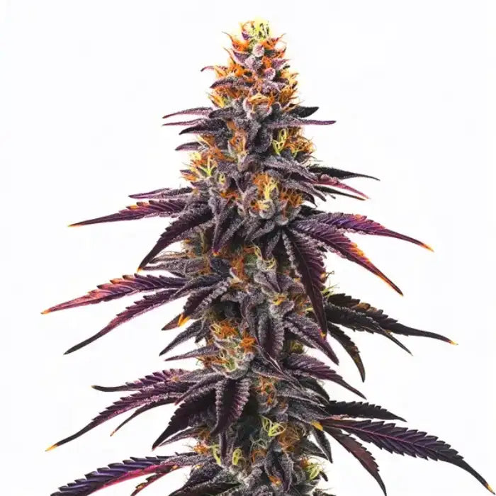 TB Runtz Blüte mit violetten Blättern und orangen Stempeln, feminisierte Samen von The Bulldog Seeds