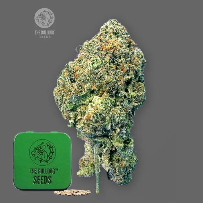 TB Runtz feminisierte Samen in grüner Dose von The Bulldog Seeds mit dichter Blüte