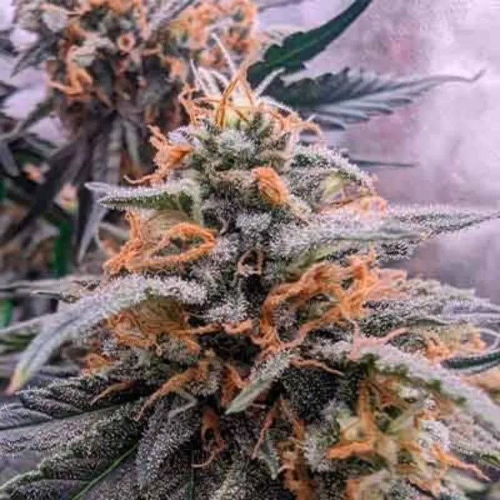 TB Skittlez Auto Blüte mit orangen Stempeln und Trichomen, Autoflower Samen von The Bulldog Seeds