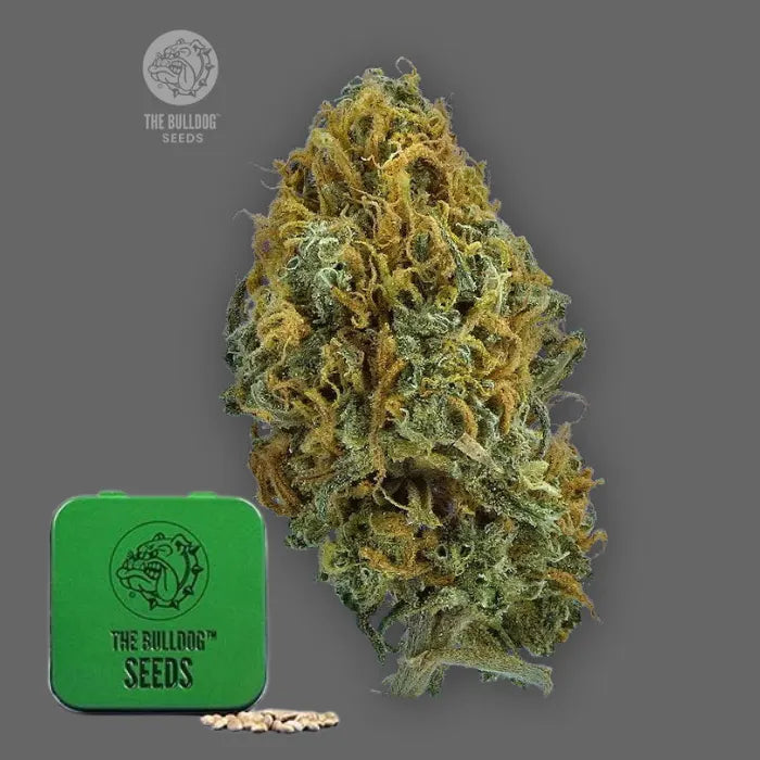 TB Skittlez Auto Autoflower Samen in grüner Dose von The Bulldog Seeds mit reifer Blüte