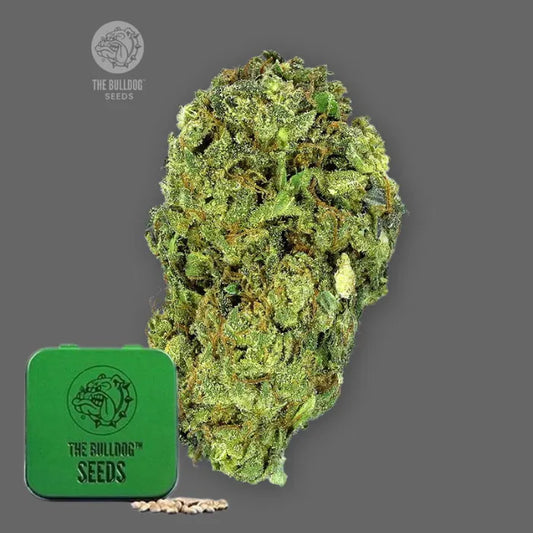 TB Sour Diesel Regular Samen in grüner Dose von The Bulldog Seeds mit dichter Blüte