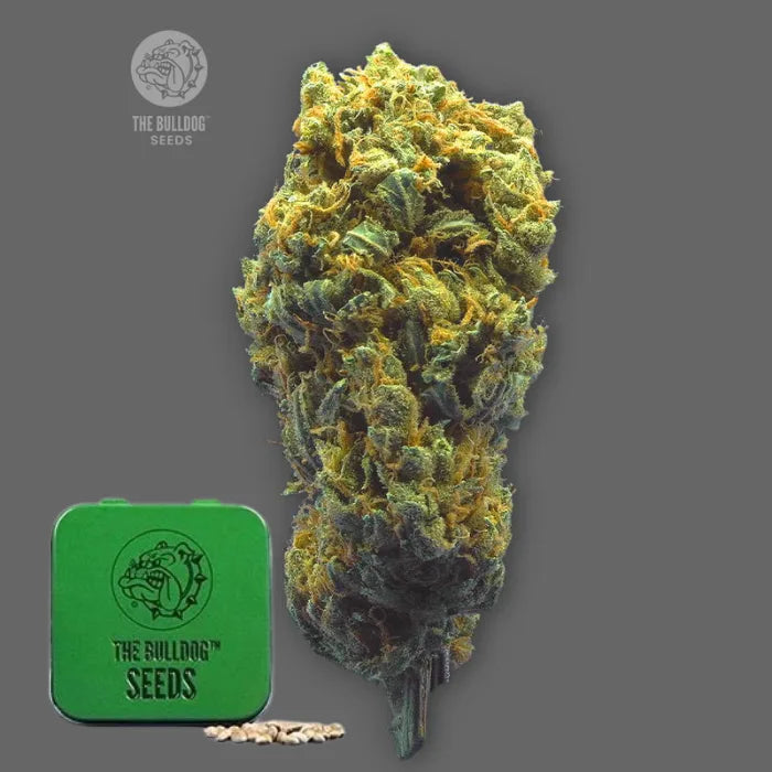 TB Strawberry Haze Auto Autoflower Samen in grüner Dose von The Bulldog Seeds mit harziger Blüte