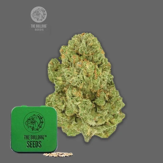 The Bulldog Cookies feminisierte Samen in grüner Dose von The Bulldog Seeds mit harziger Blüte