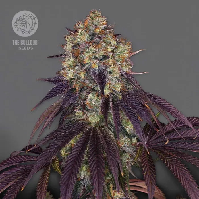 The Bulldog Gelato 17 Blüte, feminisierte Samen von The Bulldog Seeds