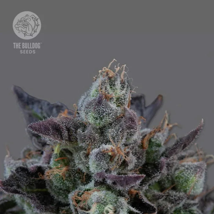 The Bulldog Gelato 17 Blüte mit harzigen Trichomen, feminisierte Samen von The Bulldog Seeds