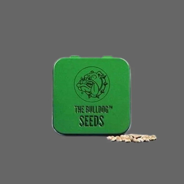 The Bulldog Gelato 17 feminisierte Samen in grüner Dose von The Bulldog Seeds mit harziger Blüte