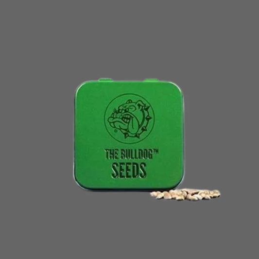 The Bulldog Gelato 17 feminisierte Samen in grüner Dose von The Bulldog Seeds mit harziger Blüte